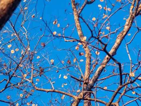 Artistic View of Bare Pradoo Tree Branches with Samara Pods and Bokeh Effect Foto stock