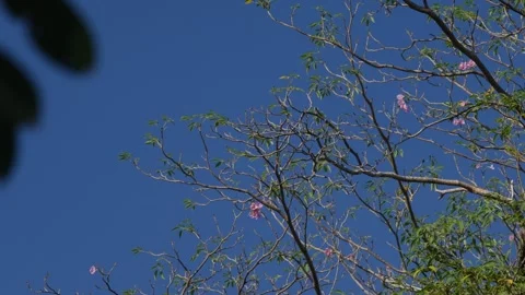 Artistic View of Bare Tree Branches Against Clear Blue Sky Video stock 328902268