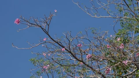 Artistic View of Bare Tree Branches Against Clear Blue Sky Stock Footage 328902273