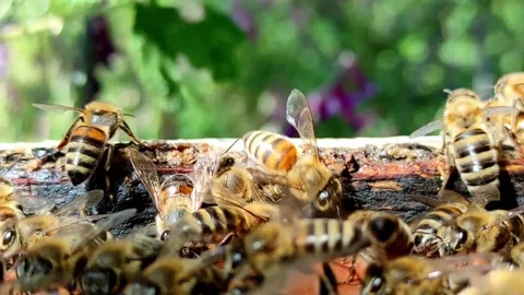 Artistic View of Bees on Hive Edge Video stock 310052247