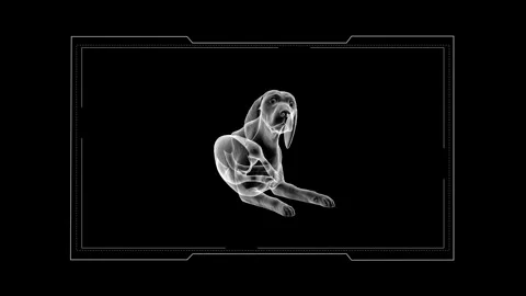Artistic X-ray Imagery of a Dog in Various Positions on a Black Background 库存影片 342781582