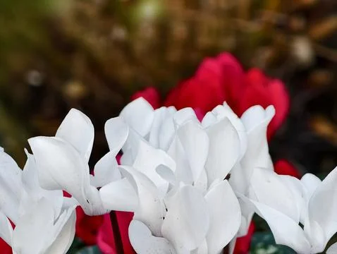 Artistically composed image showcasing tender flower bouquet amid softly blurred Stock Photos