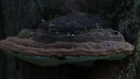 Artist's bracket (Ganoderma applanatum) fugus on a tree, panning movement 스톡 동영상 234744700