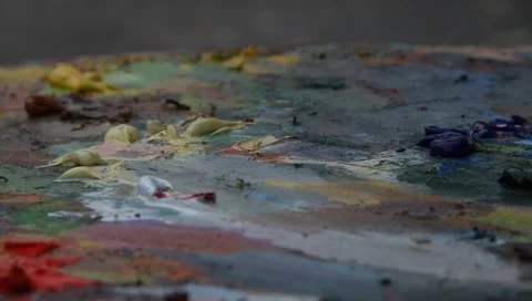 Artist's brush Stock Footage 1745262