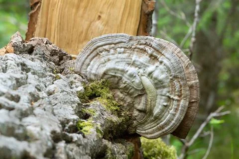 Artist's conk, Ganoderma applanatum growing on poplar wood Stock Photos