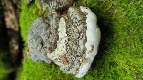 Artist’s conk mushroom (Ganoderma applanatum) growth on moss covered log Stock Footage 317478544