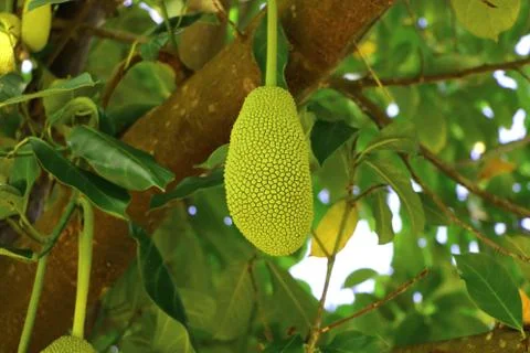 Artocarpus integer, commonly known as cempedak found in Malaysia Stock Photos