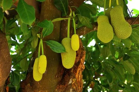 Artocarpus integer, commonly known as cempedak found in Malaysia Stock Photos