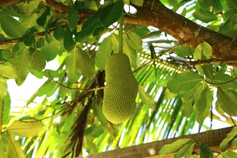 Artocarpus integer, commonly known as cempedak found in Malaysia Stock Photos