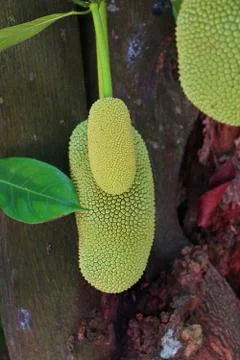 Artocarpus integer, commonly known as cempedak found in Malaysia Stock Photos