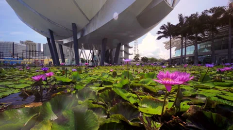 ArtScience Museum, Marina Bay Sands Lotus Pond, Singapore Stock Footage 38241034