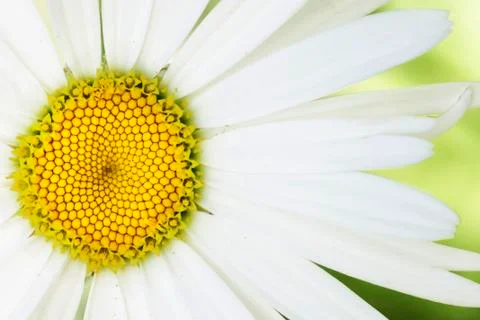 Artsy daisy Stock Photos