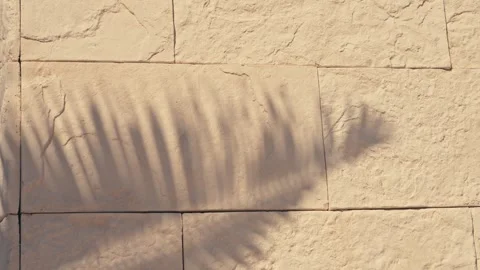 Artsy shadows of palms on a stone wall in Mexico palm trees 動画素材 280704190