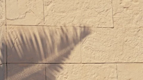 Artsy shadows of palms on a stone wall in Mexico palm trees Stock Footage 280704191