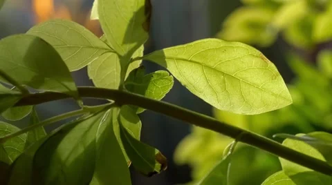 Artsy view of branch in shadow with translucent green leaves shimmering light Stock Footage 68689796