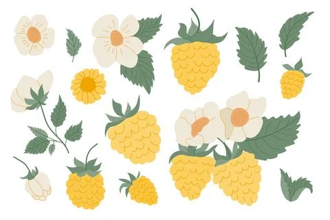 This artwork features a collection of Yellow raspberry and delicate flowers,  イラスト素材