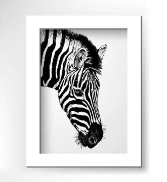 Artwork head profile zebra, digital sketch of animal Stock Illustration
