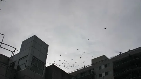 Arty Exposures of Flock of Birds in Flight over Toronto City Stock Footage 149220416
