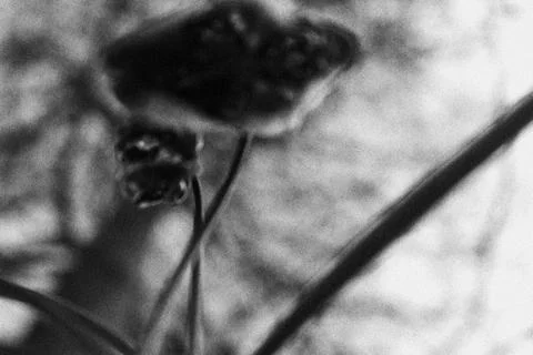 Arty Flower Stock Photos