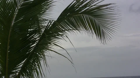 Aruba Beach Side Resort 動画素材 38908375