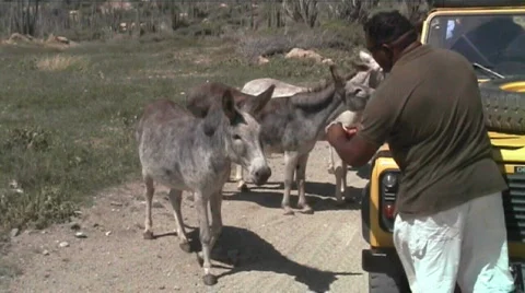 Aruba burros donkey2 Stock Footage 509179