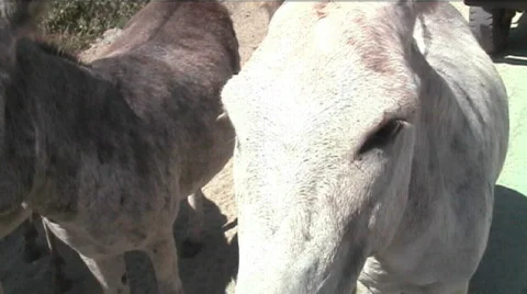 Aruba Burros Donkey3 Stock Footage 509161