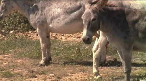 Aruba burros donkeys Stock Footage 509283