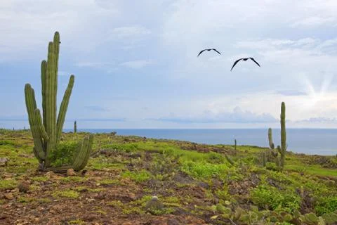 Aruba landscape Stock Photos