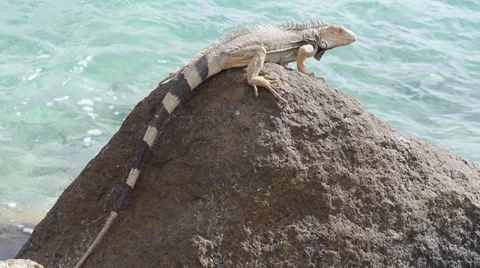 Aruba Lizard Stock Footage 32116720