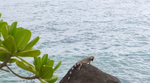 Aruba lizard on the seaside Stockbeeldmateriaal 32114571