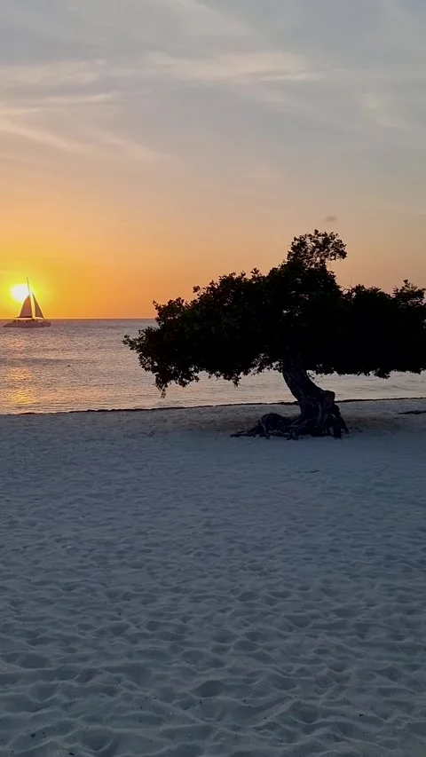 Aruba tropical Island, Sunset at Eagle Beach Aruba, Divi Dive Trees on the Video stock 201604982