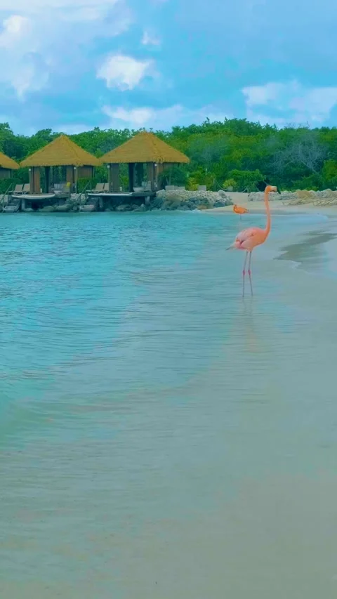 Aruba white beach with pink flamingos at... | Stock Video | Pond5