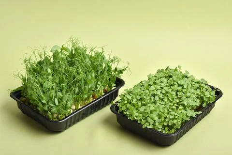 Arugula and peas in a plastic container on a green background. Stock Photos