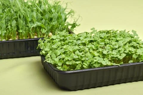 Arugula and peas in a plastic container on a green background. Stock Photos