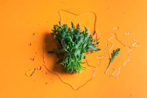 Arugula bundle on water splash on orange background Stock Photos