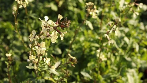 Arugula Flowers in the Breeze 1 Stock Footage 124084074