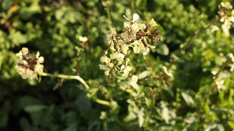 Arugula Flowers in Breeze Stock Footage 124084077