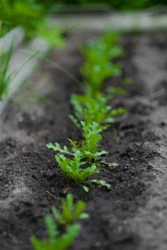 Arugula in the garden Stock Photos