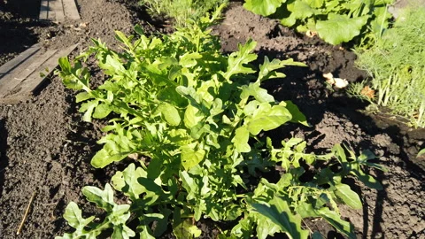 Arugula in the garden in slow motion Stock Footage 157582728