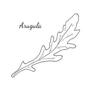 Arugula.  Hand-drawn fresh arugula with leaves, isolated on white backgroun.. Stock Illustration