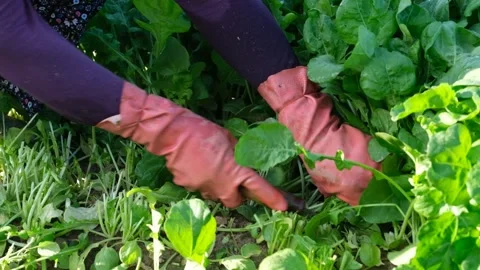 Arugula harvest in the field Video stock 140405422