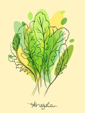 Arugula Stock Illustration