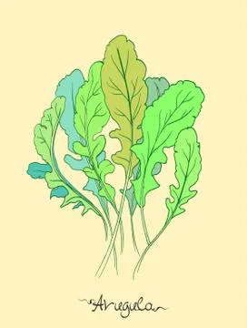 Arugula Stock Illustration