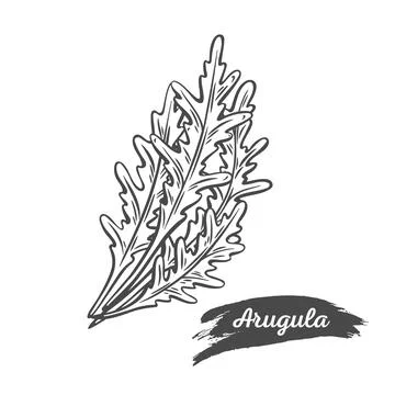 Arugula illustration set Stock Illustration