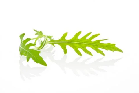 Arugula isolated. Stock Photos