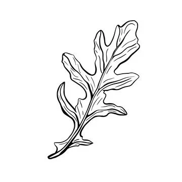 Arugula isolated on a white background Stock Illustration