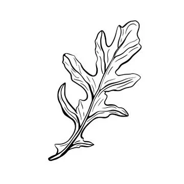 Arugula isolated on a white background. Rucolla Stock Illustration