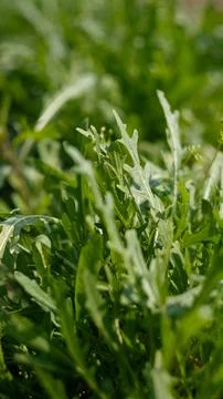 Arugula from the kitchen garden Stock Photos