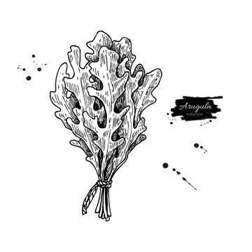 Arugula leaf bunch hand drawn vector illustration. Isolated Vegetable engra.. Stock Illustration