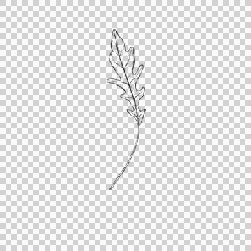 Arugula leaf clipart Stock Illustration
